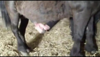 Un esperto signora in pantaloni di pelle tirò fuori un pony cazzo e si fa scopare di un cavallo video zoo porno