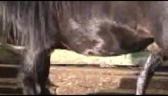 Frisky black horse passionately fucks a woman in a big ass anal zoo sex