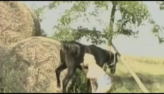 Un dodu femme avec des gros seins suce un cheval sur le village périphérie