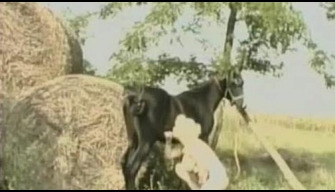 Un crumpet avec un beau cul dans la nature fait une fellation à un cheval