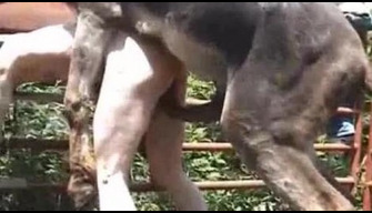 Donkey dengan baut besar merobek dubur gay zoo